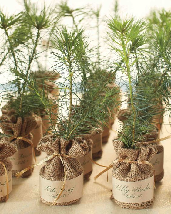 plant sapling wedding return gift